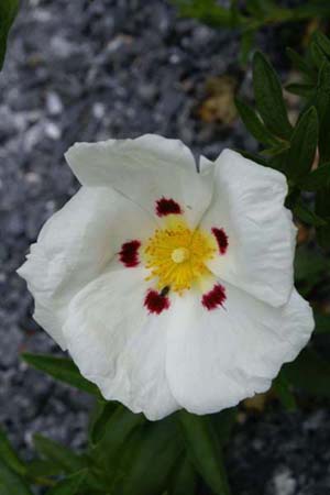 Cistus x dansereaui 'Decumbens'