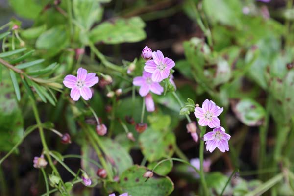 Claytonia sibirica (Montia sib.)