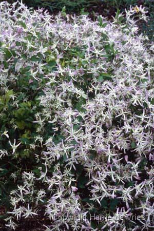 Clematis 'Edward Prichard'