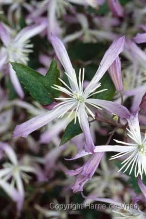 Clematis 'Edward Prichard'