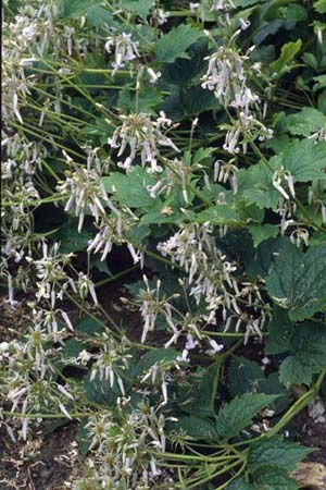 CLEMATIS heracleifolia 'Alba'