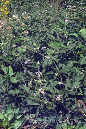 Clematis heracleifolia 'Wyevale'