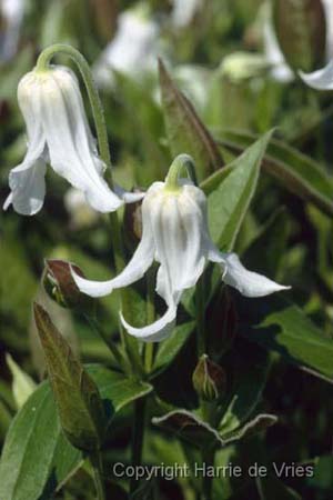 CLEMATIS integrifolia 'Alba'