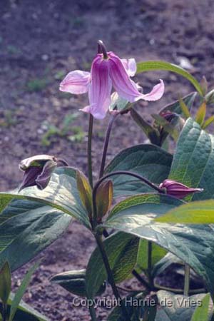 Clematis integrifolia 'Floris V'