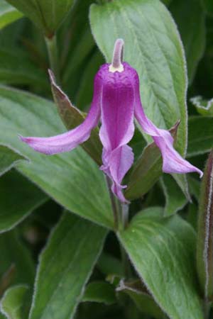 Clematis integrifolia 'Hanajima'