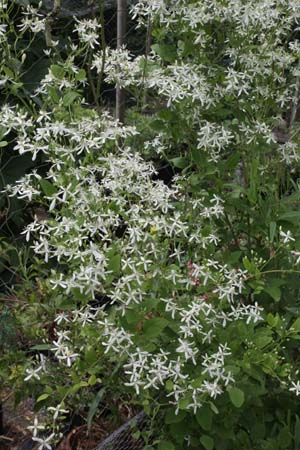 Clematis recta mandshurica