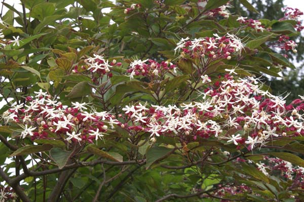 Clerodendrum