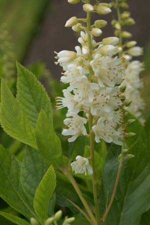 Clethra