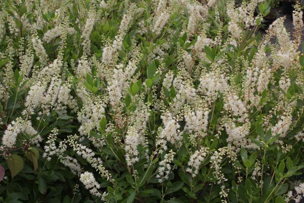 Clethra