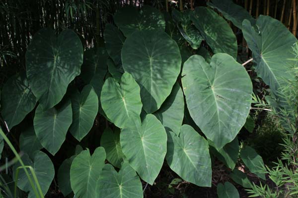 Colocasia esculenta 'Pink China'