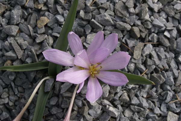 COLCHICUM hungaricum 'Rosea'