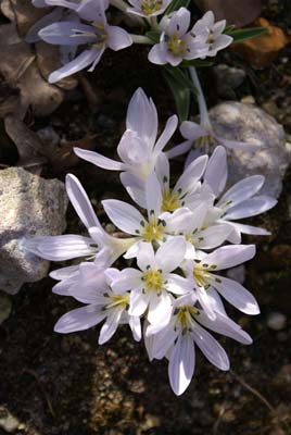 Colchicum