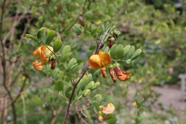 Colutea persica buhsei