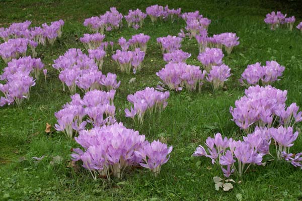 Colchicum