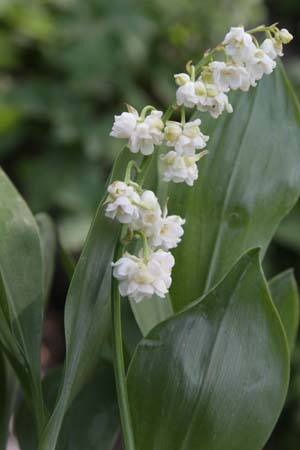 Convallaria majalis 'Prolificans'