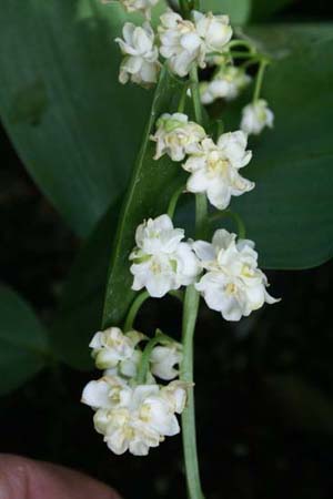 Convallaria majalis 'Prolificans'