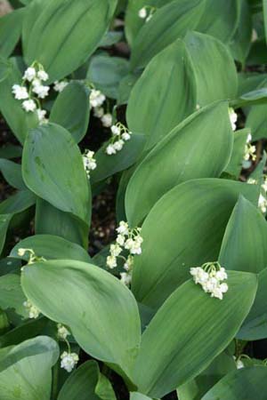 Convallaria majalis 'Prolificans'