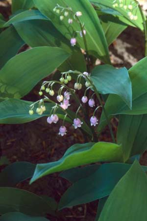 Convallaria