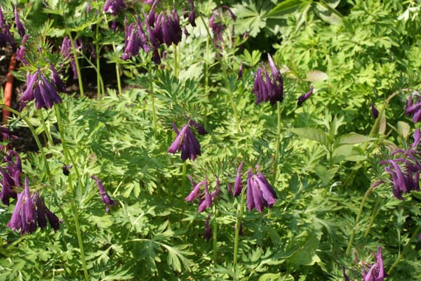 Corydalis anthriscifolia