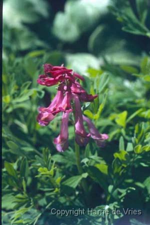 Corydalis buschii