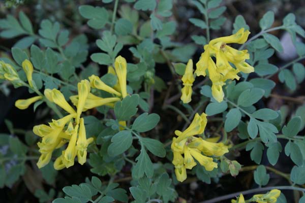 Corydalis 'Canary Feathers'