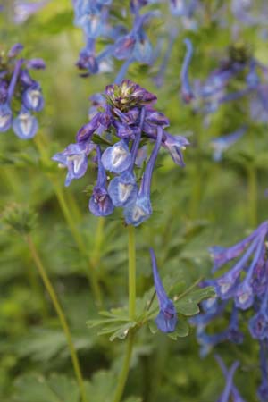 Corydalis calycosa