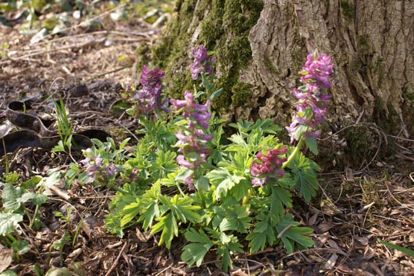 Corydalis cava