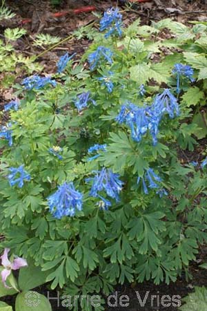 Corydalis 'Craigton Blue'