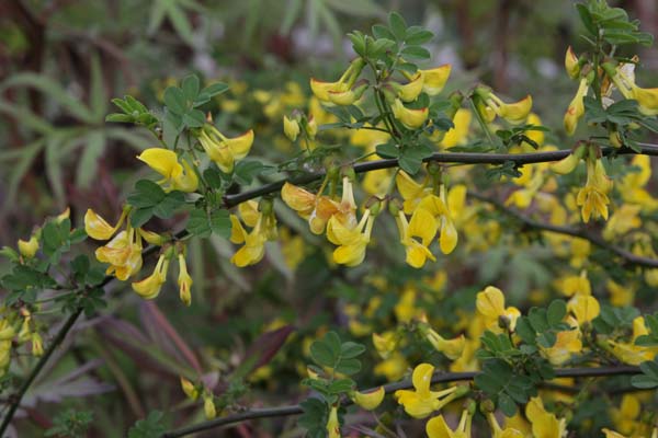 Coronilla emerus