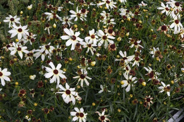 Coreopsis 'Fool's Gold'