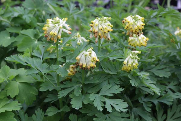 Corydalis nobilis