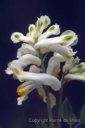 Corydalis ochroleuca