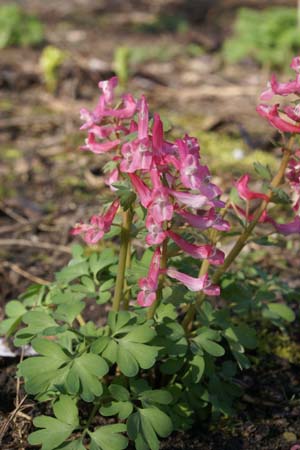 Corydalis solida 'Beth Evans'