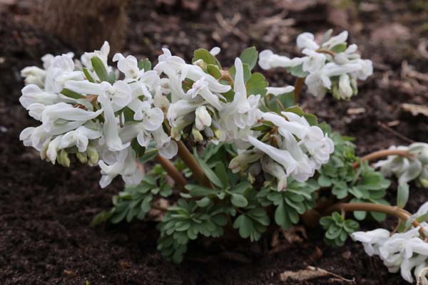 Corydalis solida 'Snowy Owl'