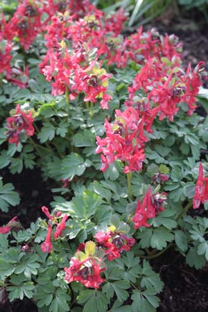 Corydalis solida 'Vuurvogel'