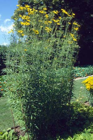 Coreopsis tripteris