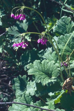 Cortusa turkestanica