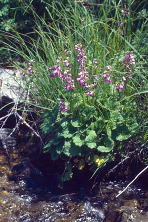 Cortusa turkestanica