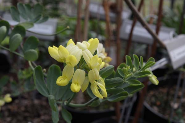 CORONILLA valentina 'Citrina'