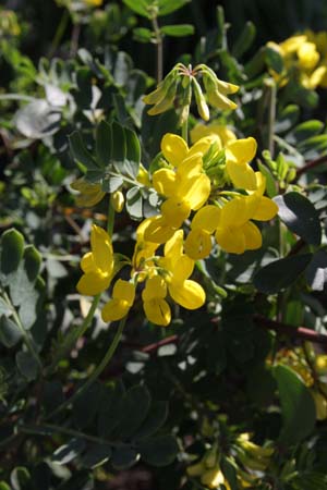 Coronilla valentina 'Brockhill Blue'