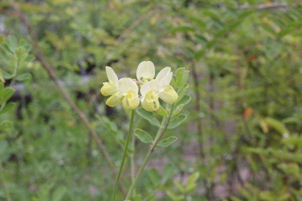 Coronilla valentina 'Lauren Stevenson'