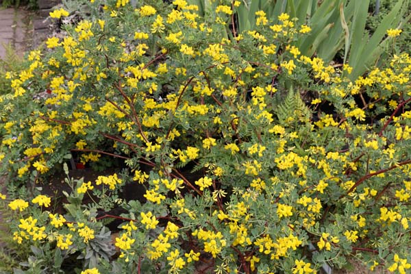 Coronilla valentina 'Brockhill Blue'