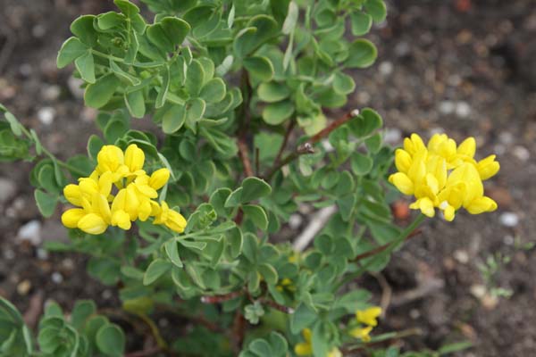 Coronilla valentina 'Pygmaea'