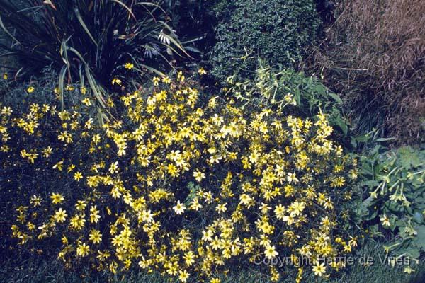 Coreopsis verticillata 'Moonbeam'