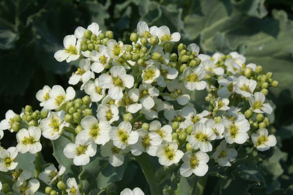 Crambe maritima 'Lilywhite'