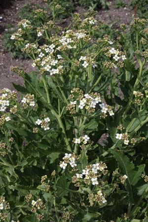 Crambe pontica