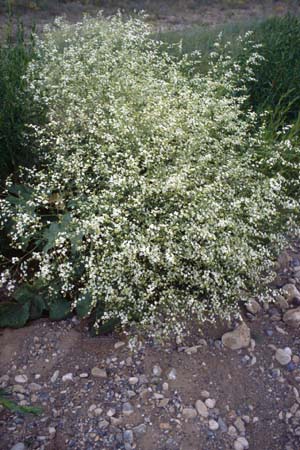 Crambe tatarica