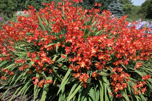 Crocosmia 'Carmin Brilliant'