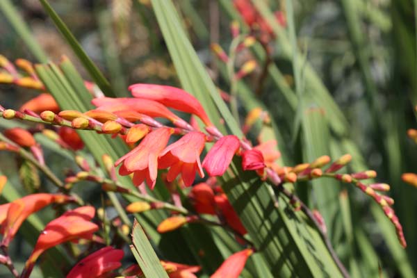 Crocosmia 'Culzean Peach'