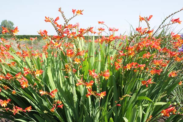 Crocosmia 'Ellenbank Firecrest'